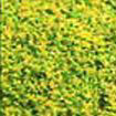 Show products in category Turf Picture for category Turf